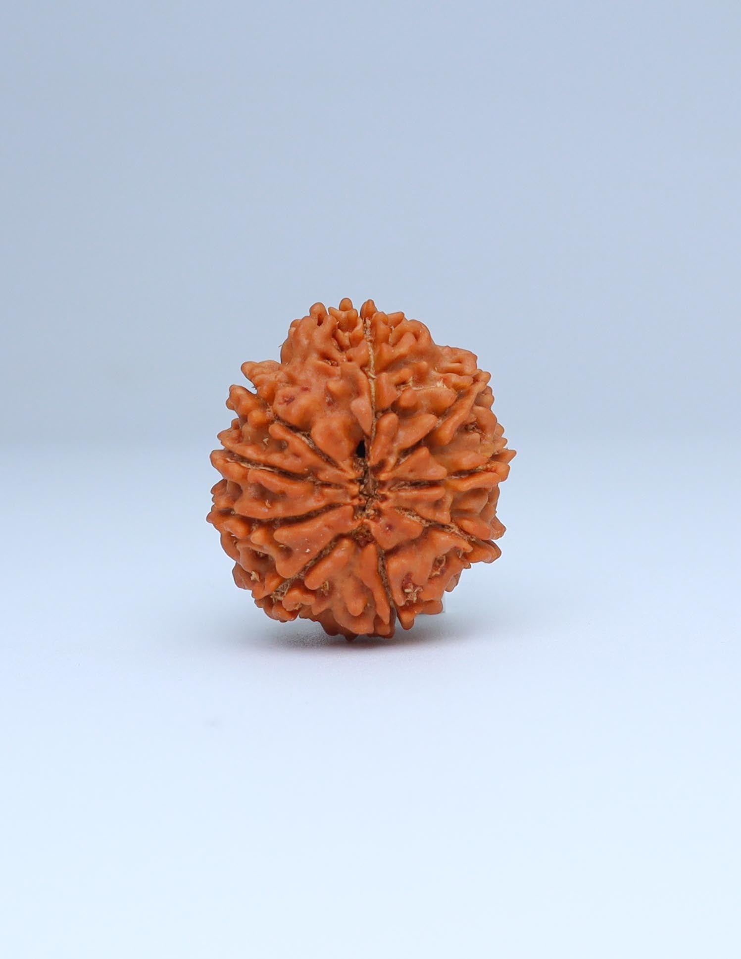 9 Mukhi Nepali Rudraksha