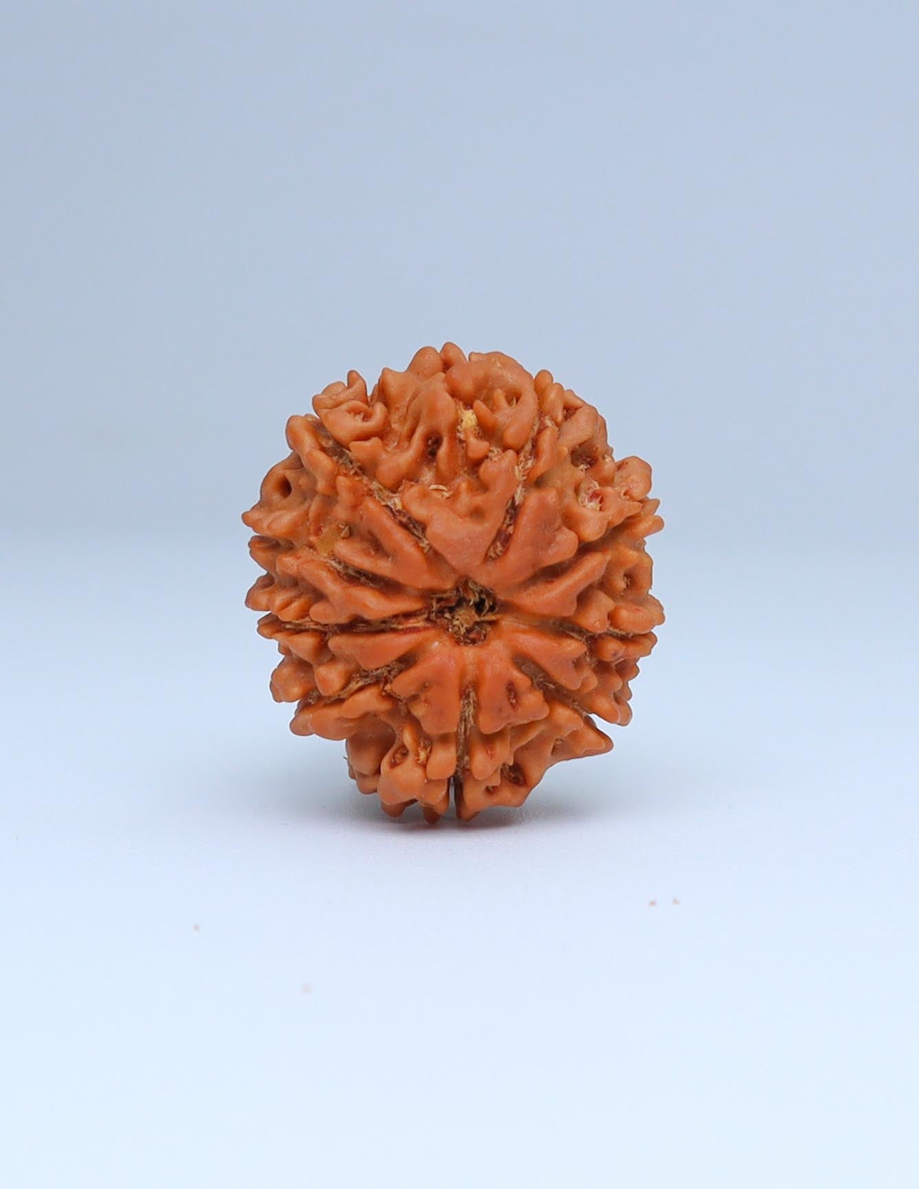 9 Mukhi Nepali Rudraksha