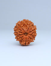 9 Mukhi Nepali Rudraksha