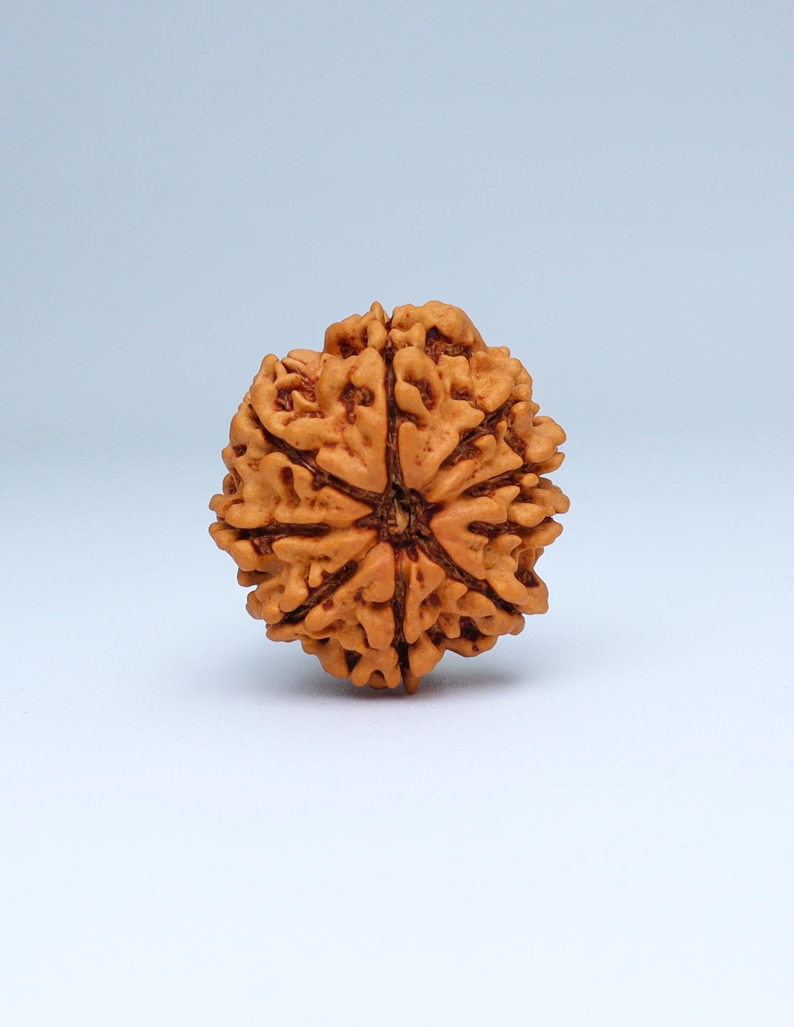 9 Mukhi Nepali Rudraksha