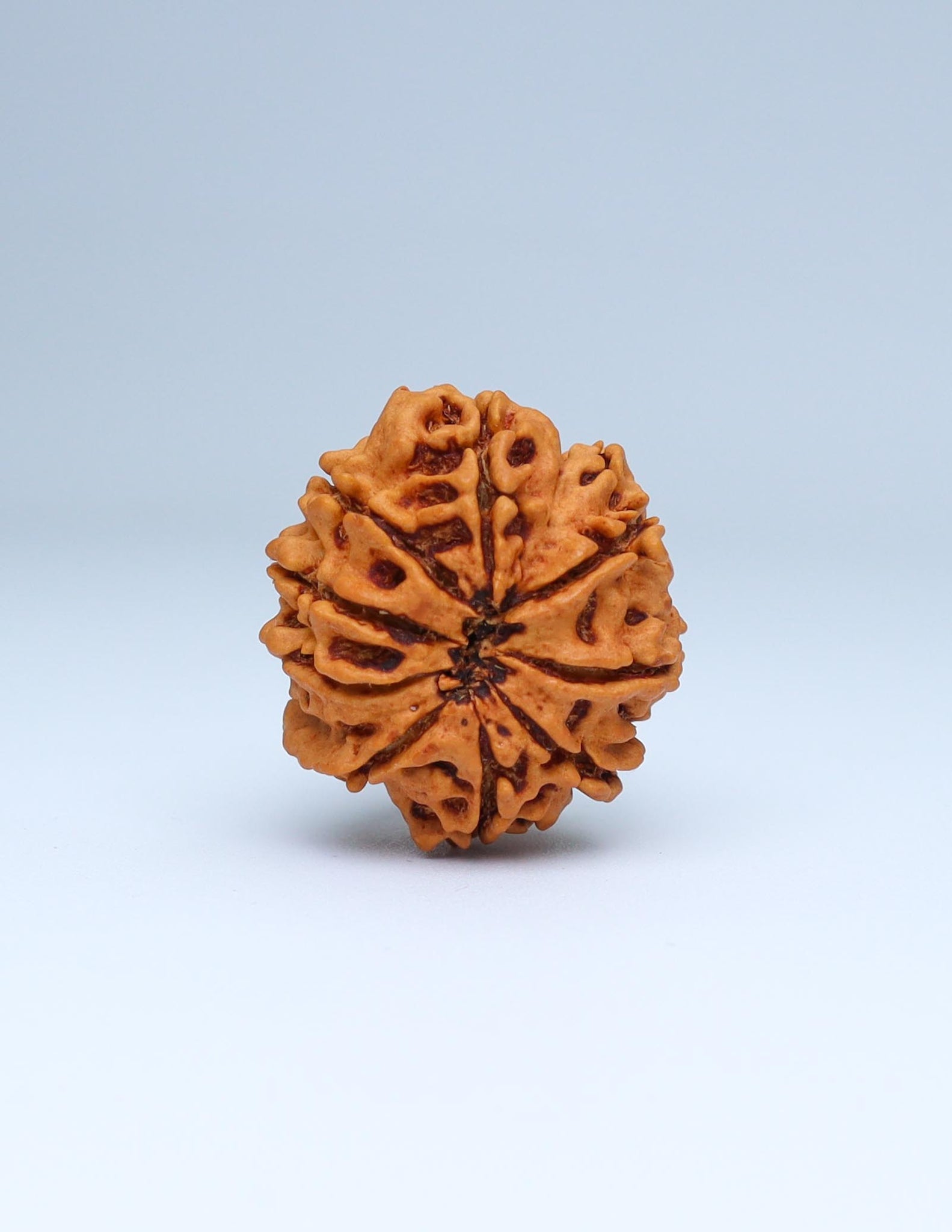 9 Mukhi Nepali Rudraksha