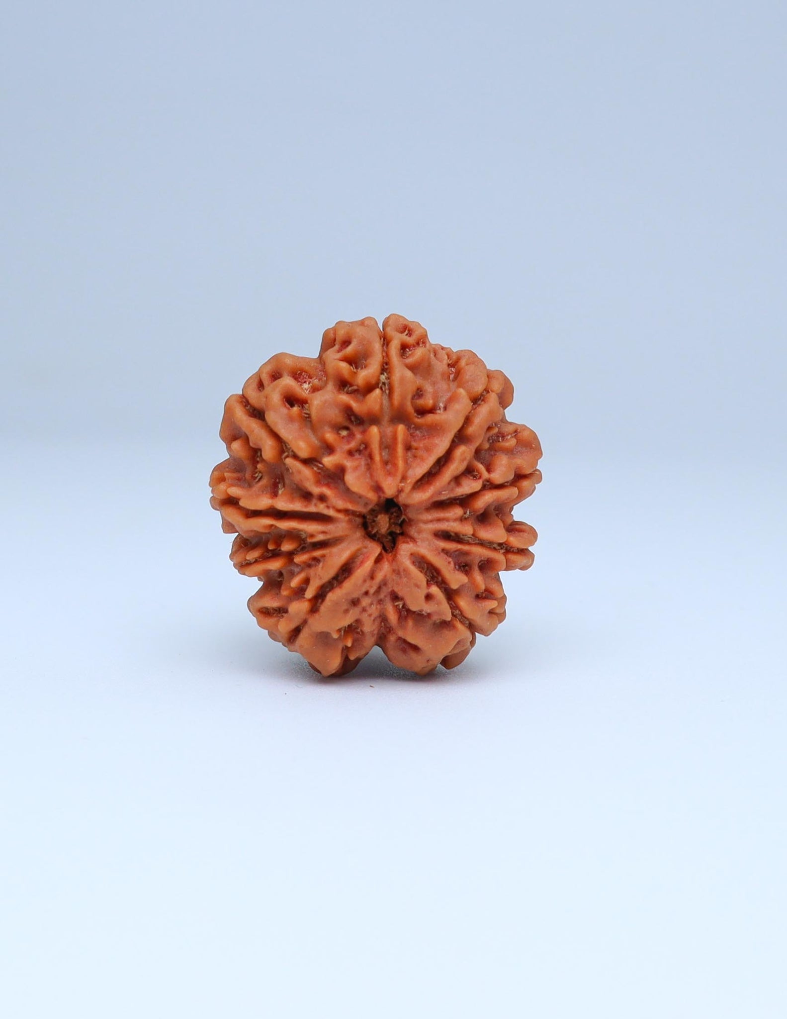 9 Mukhi Nepali Rudraksha