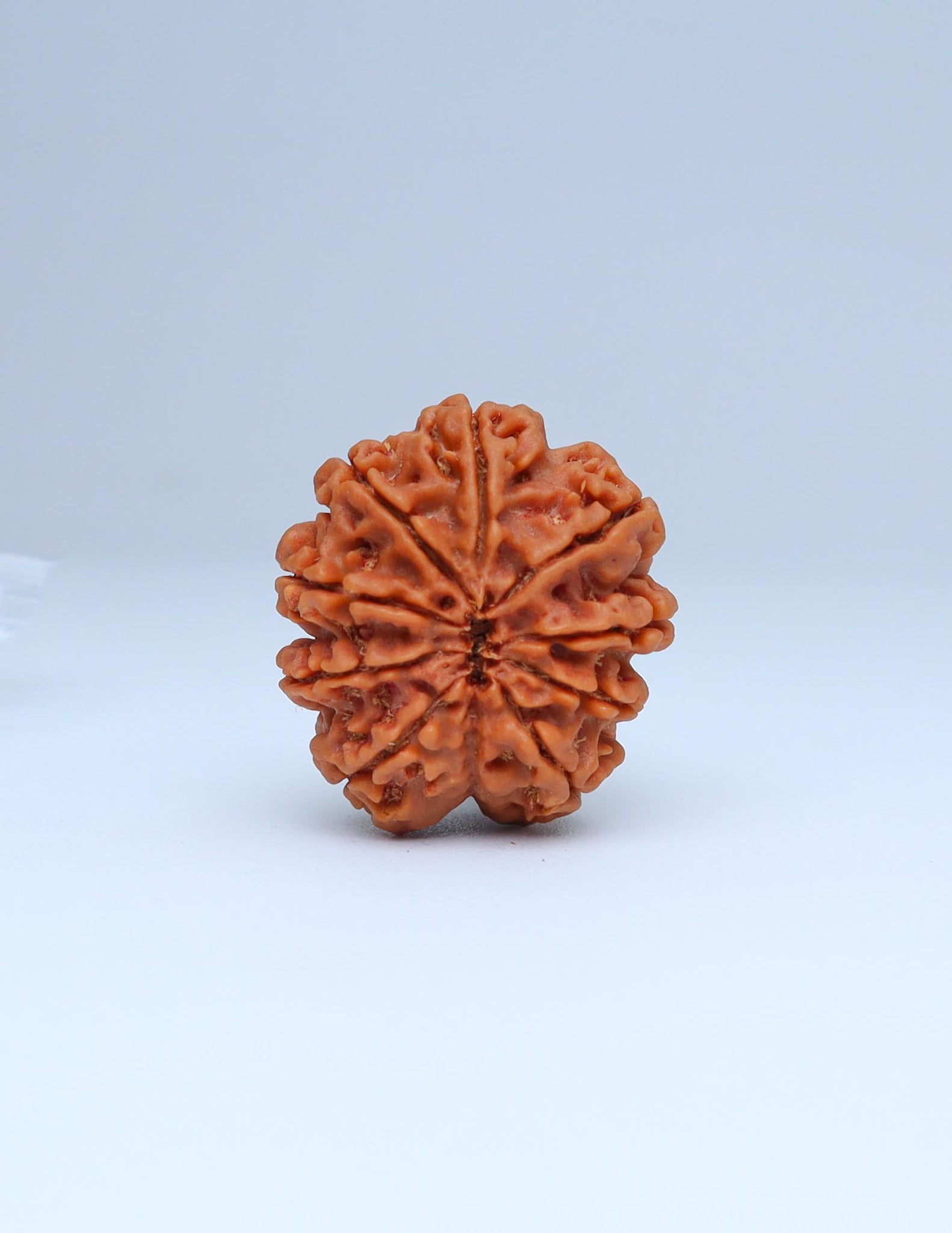 9 Mukhi Nepali Rudraksha