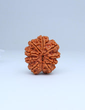 9 Mukhi Nepali Rudraksha