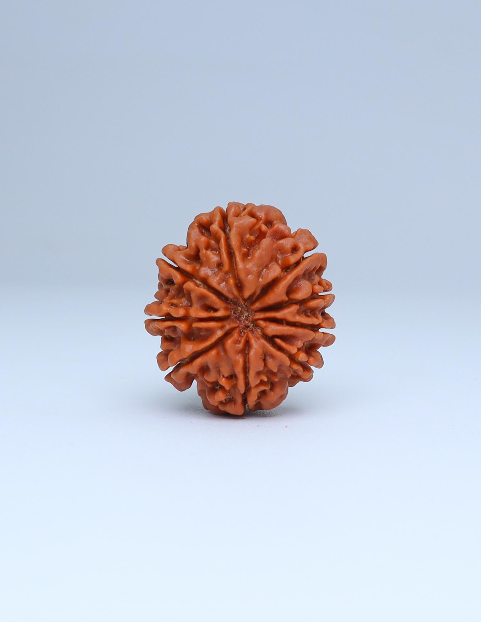 9 Mukhi Nepali Rudraksha