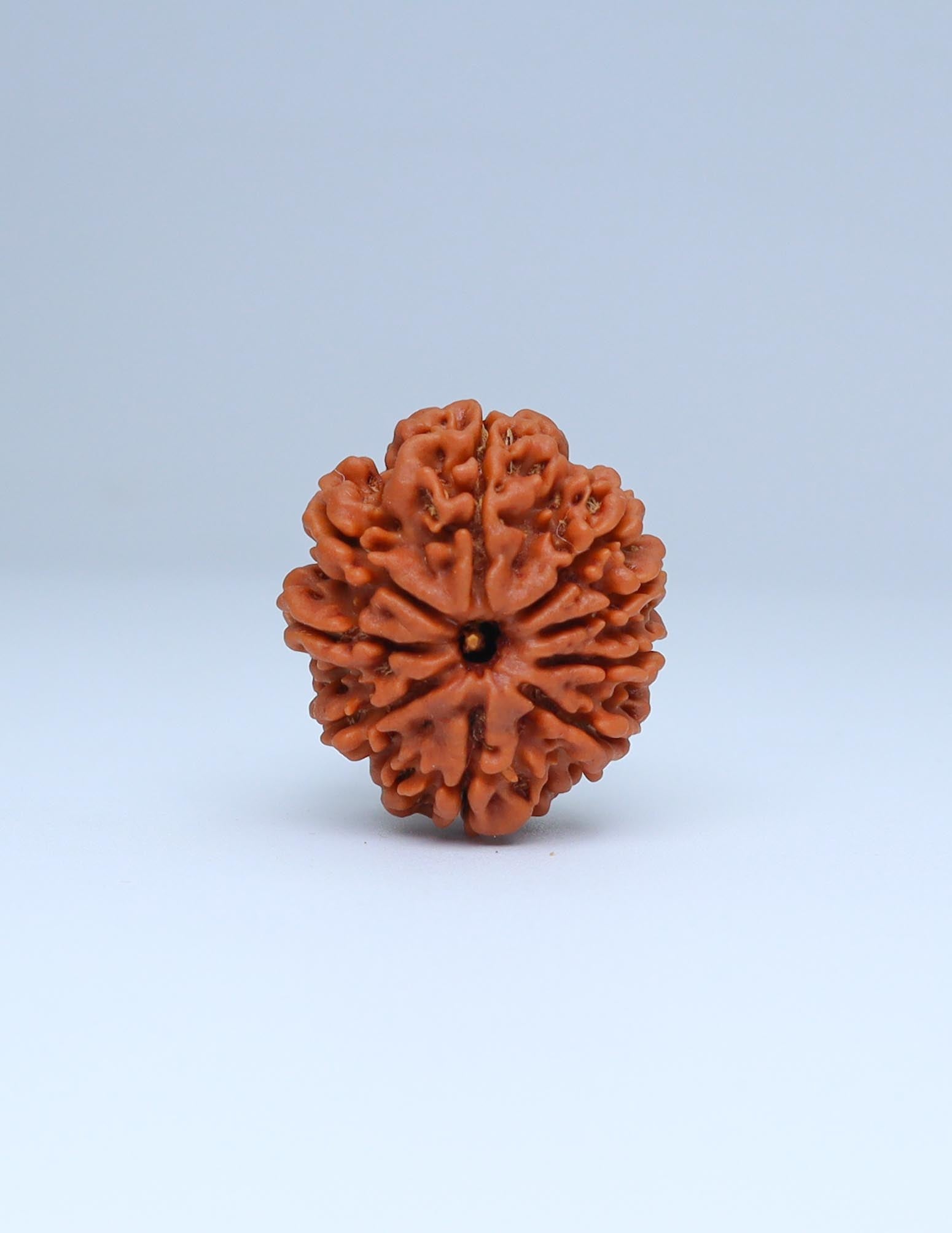 9 Mukhi Nepali Rudraksha