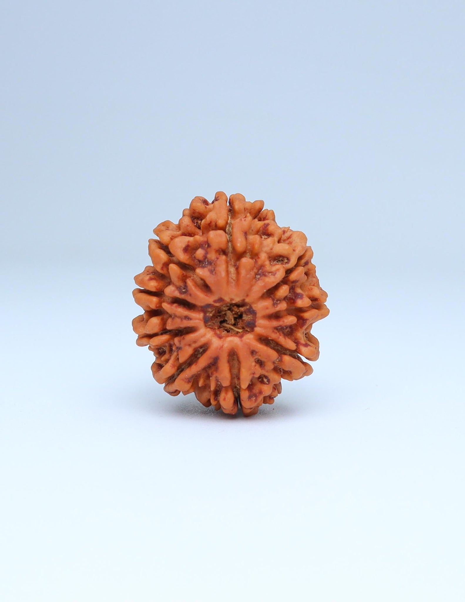 9 Mukhi Nepali Rudraksha