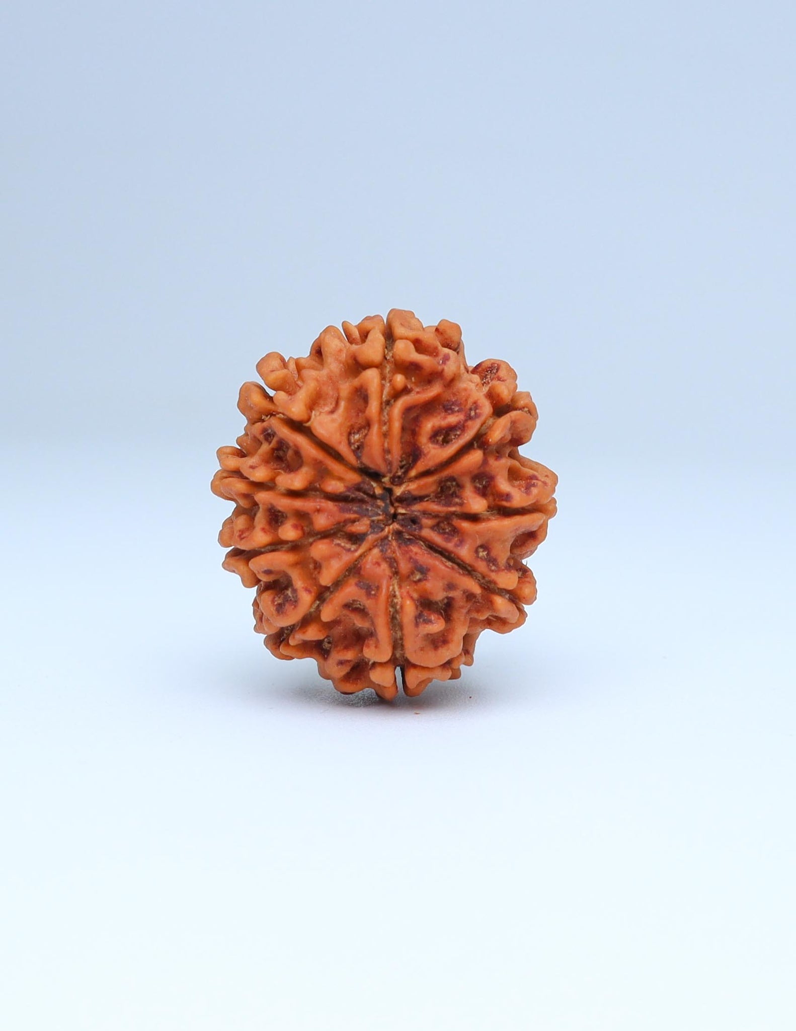 9 Mukhi Nepali Rudraksha