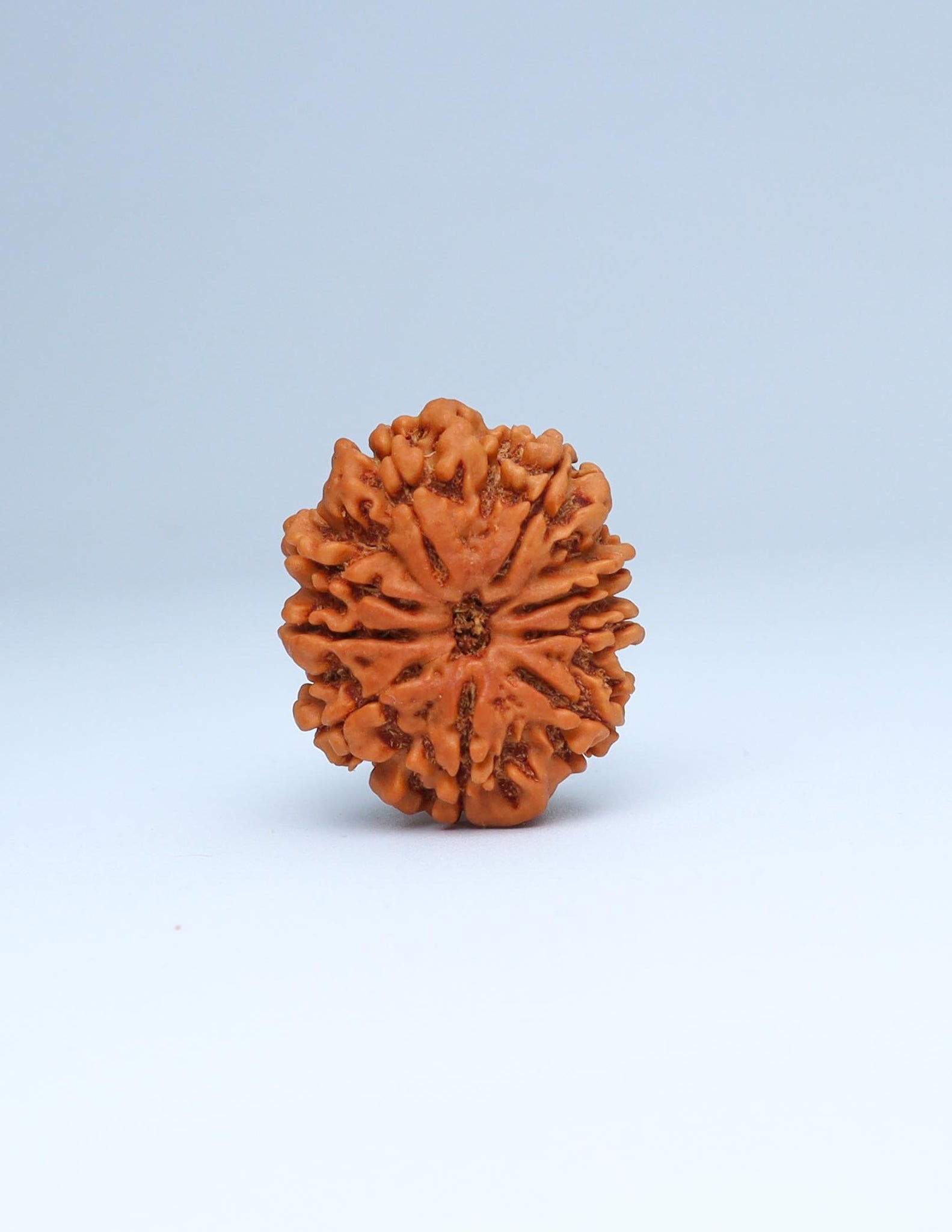 9 Mukhi Nepali Rudraksha