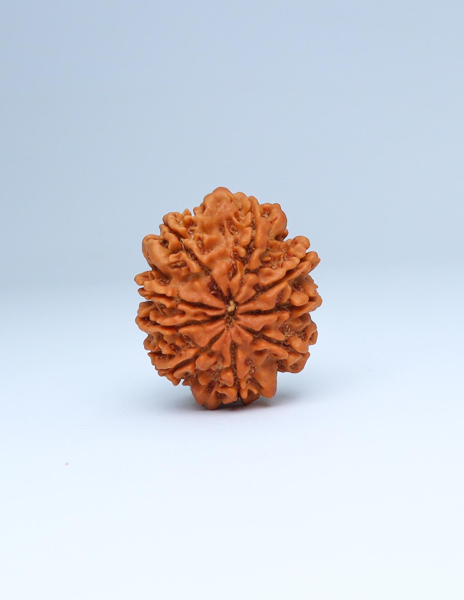 9 Mukhi Nepali Rudraksha