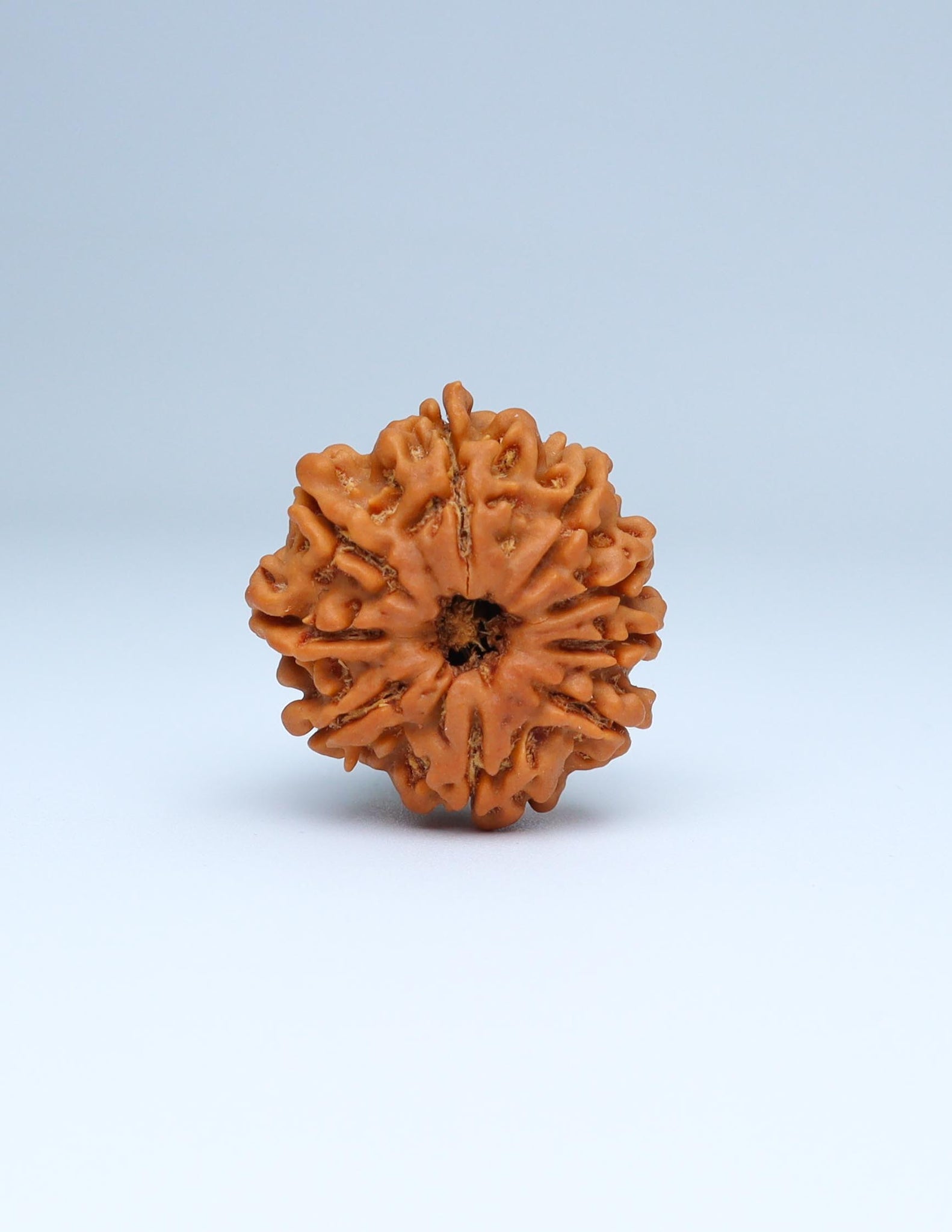 9 Mukhi Nepali Rudraksha