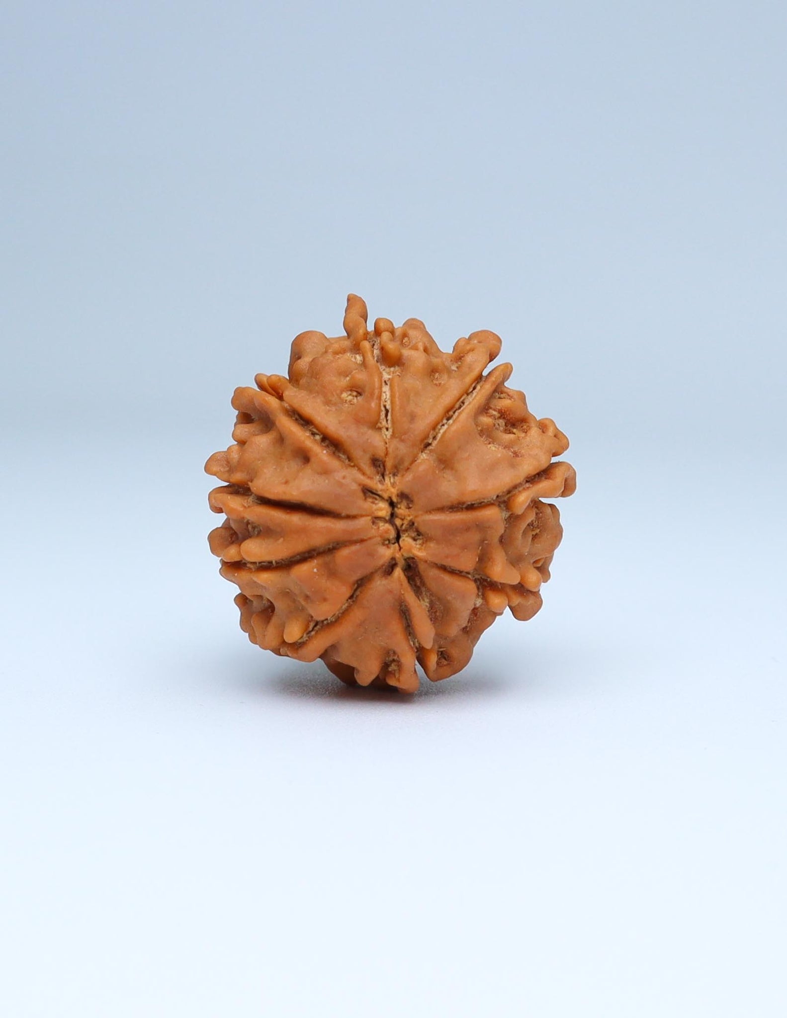 9 Mukhi Nepali Rudraksha