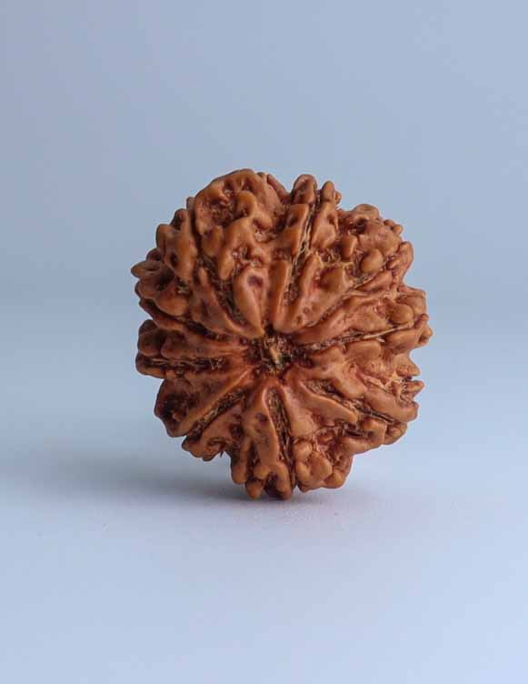 9 Mukhi Nepali Rudraksha