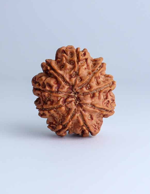 9 Mukhi Nepali Rudraksha