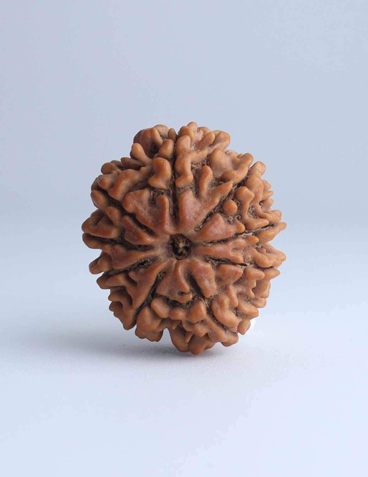 9 Mukhi Nepali Rudraksha