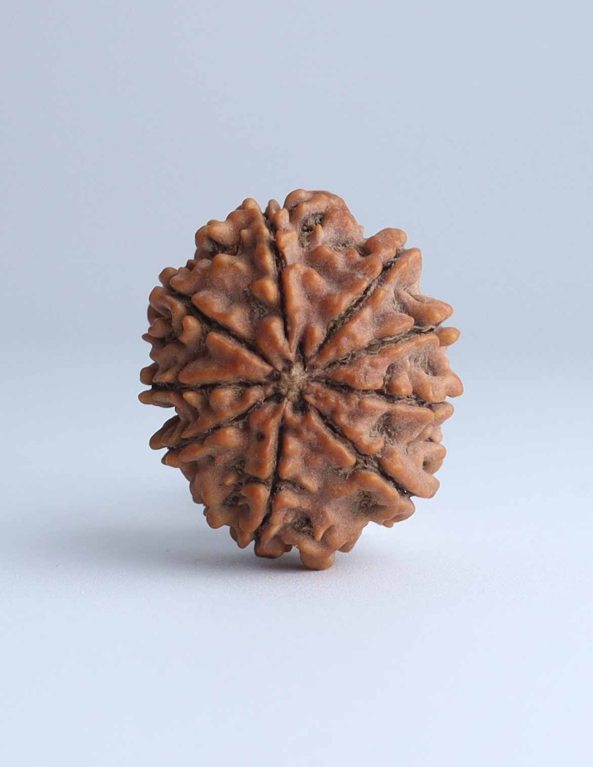 9 Mukhi Nepali Rudraksha