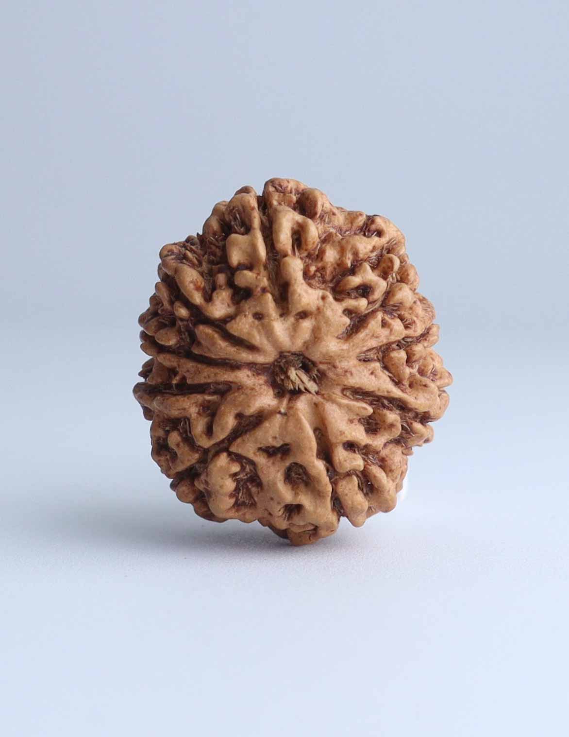 9 Mukhi Nepali Rudraksha