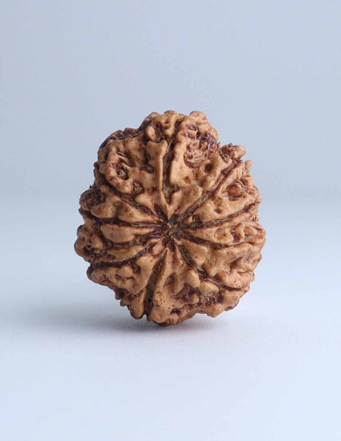 9 Mukhi Nepali Rudraksha