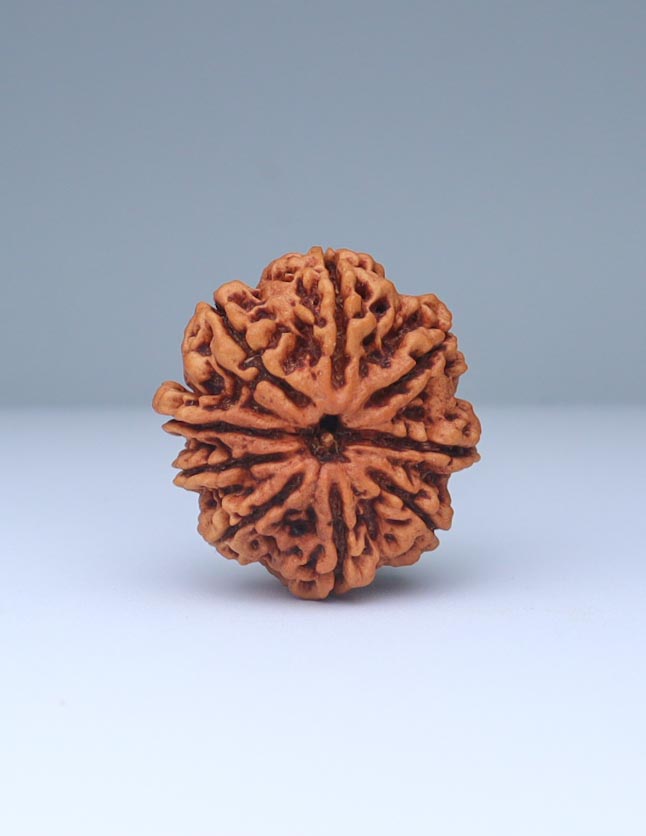 9 Mukhi Nepali Rudraksha