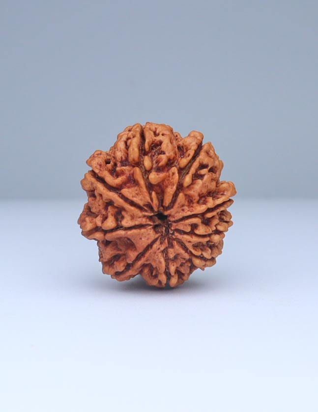 9 Mukhi Nepali Rudraksha