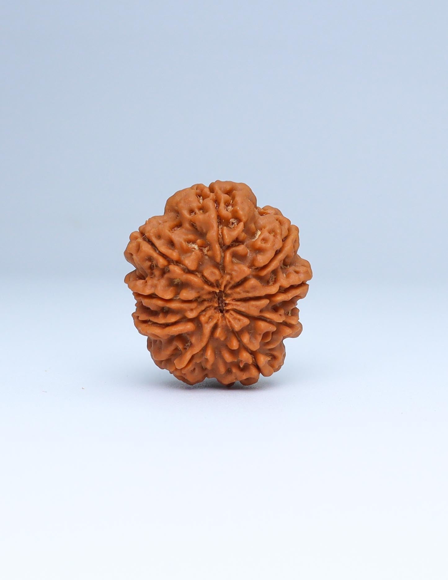 9 Mukhi Nepali Rudraksha