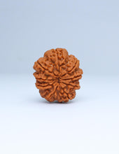 9 Mukhi Nepali Rudraksha