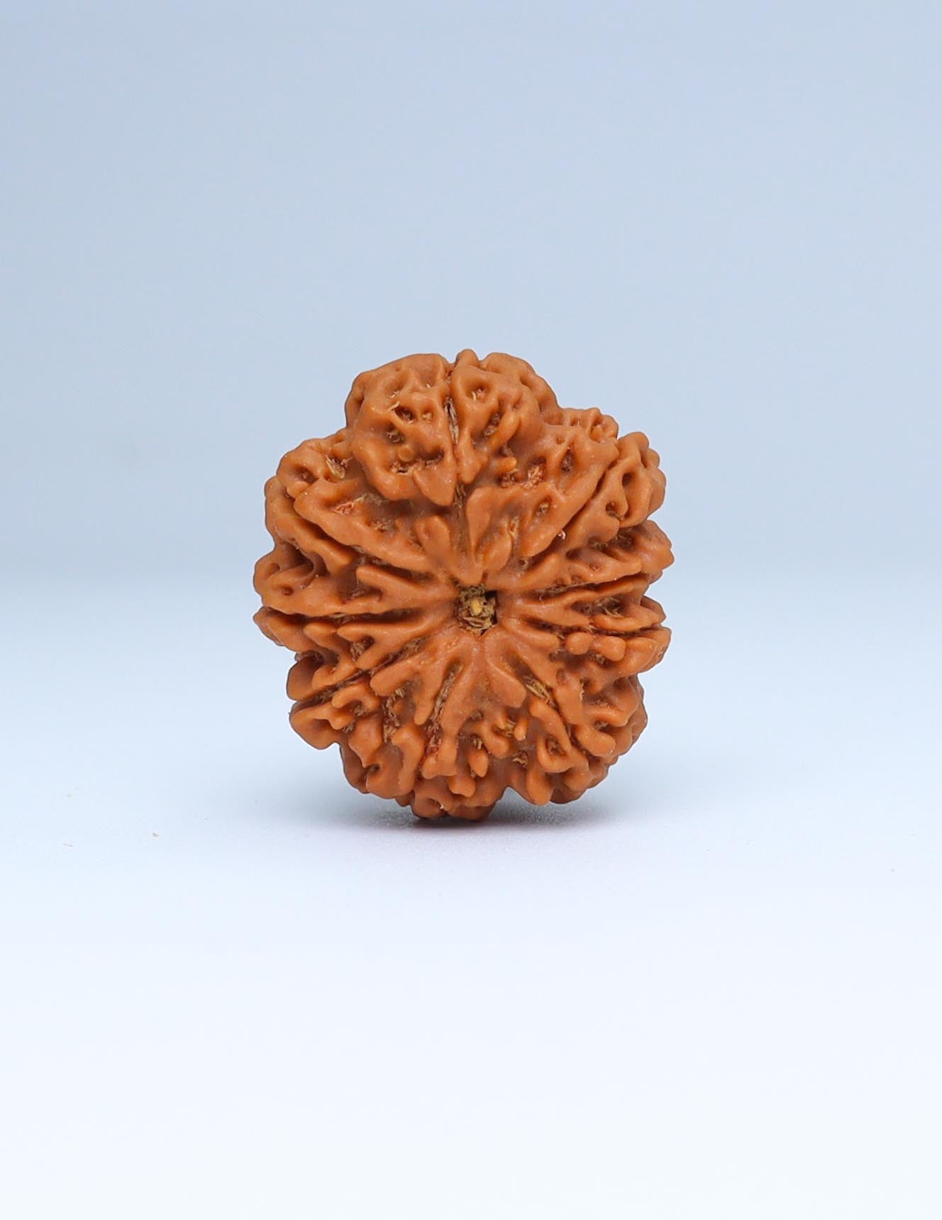 9 Mukhi Nepali Rudraksha