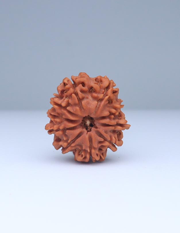 10 Mukhi Nepali Rudraksha