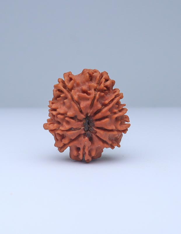 10 Mukhi Nepali Rudraksha