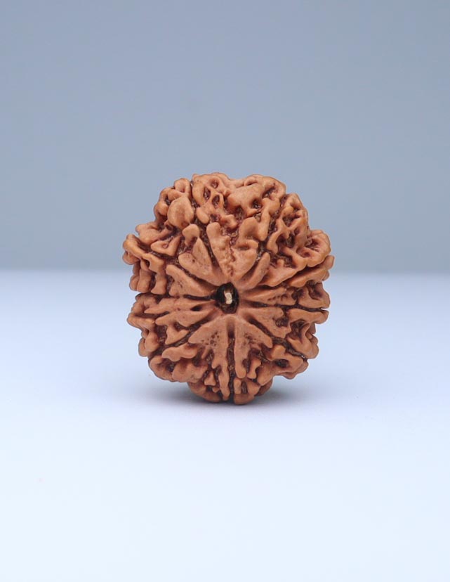 10 Mukhi Nepali Rudraksha