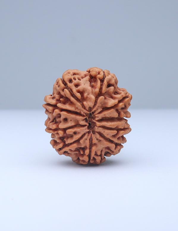 10 Mukhi Nepali Rudraksha