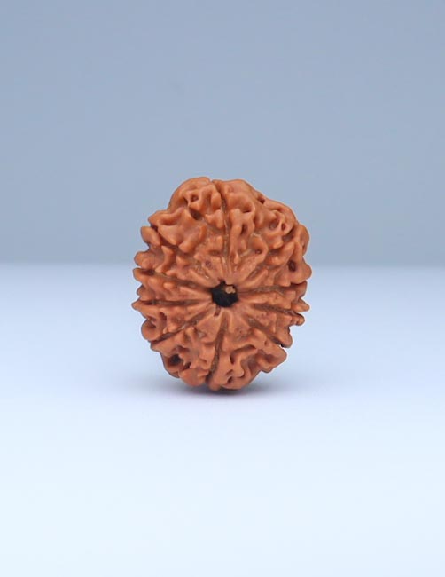 10 Mukhi Nepali Rudraksha