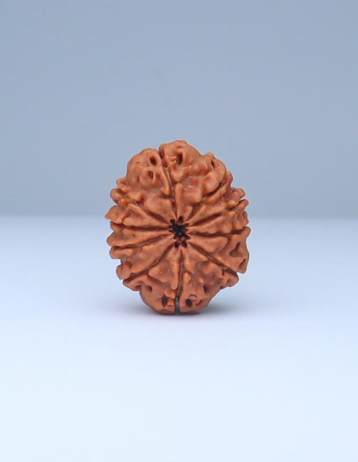 10 Mukhi Nepali Rudraksha