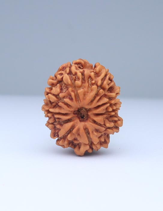 10 Mukhi Nepali Rudraksha