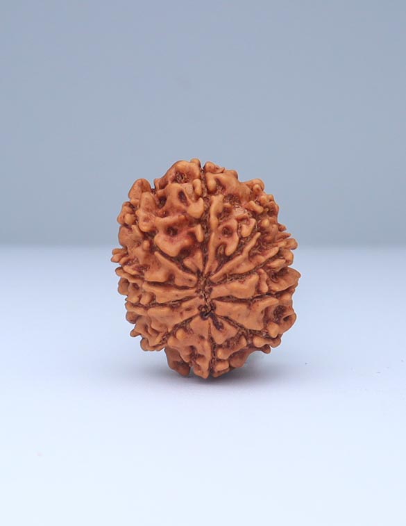 10 Mukhi Nepali Rudraksha