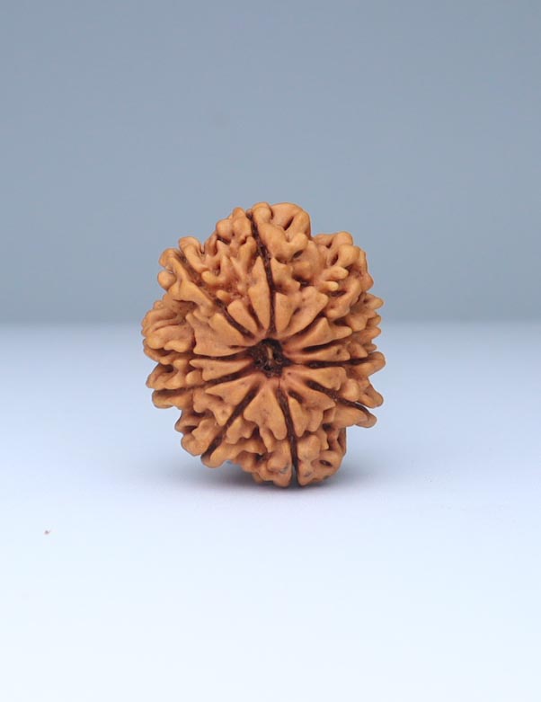 10 Mukhi Nepali Rudraksha