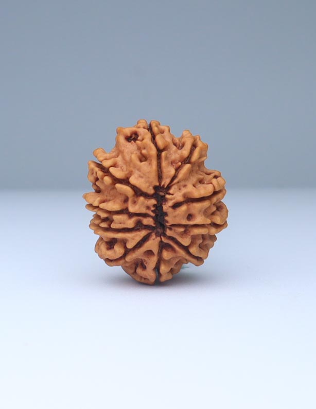 10 Mukhi Nepali Rudraksha