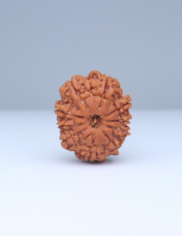 10 Mukhi Nepali Rudraksha