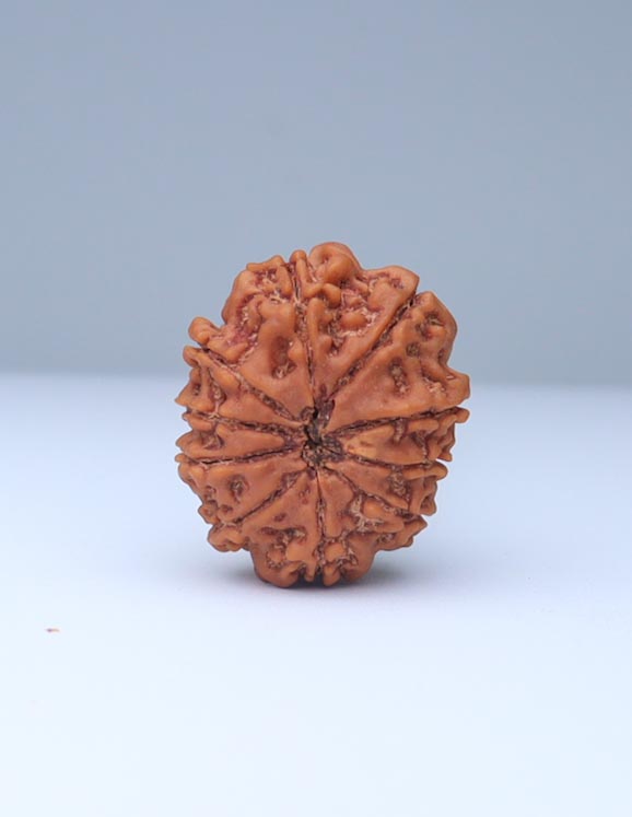 10 Mukhi Nepali Rudraksha