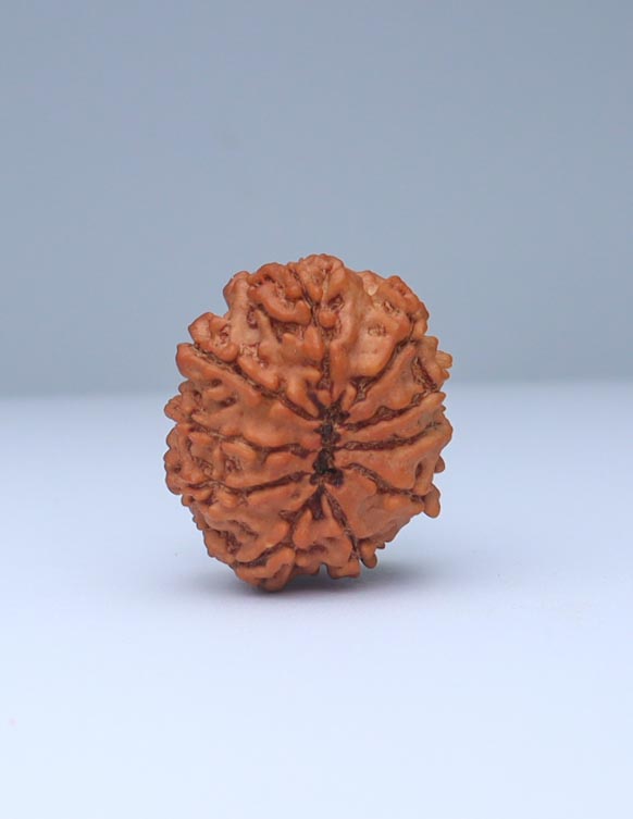 10 Mukhi Nepali Rudraksha