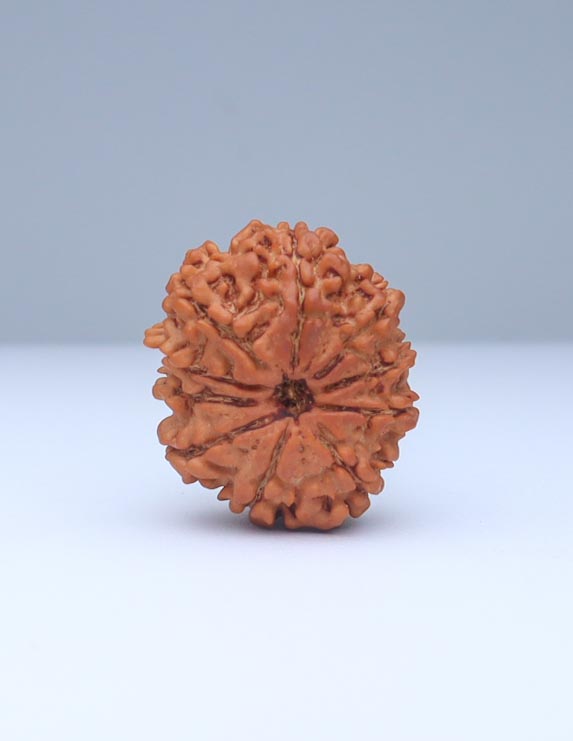 10 Mukhi Nepali Rudraksha