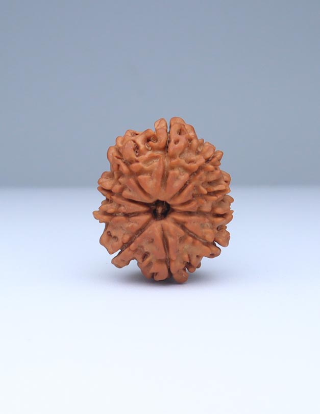 10 Mukhi Nepali Rudraksha