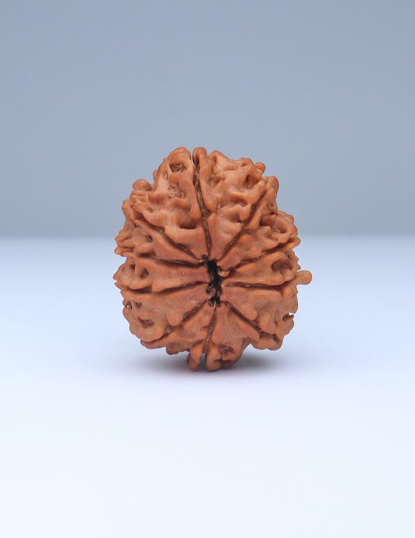 10 Mukhi Nepali Rudraksha