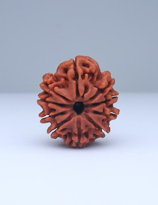 10 Mukhi Nepali Rudraksha