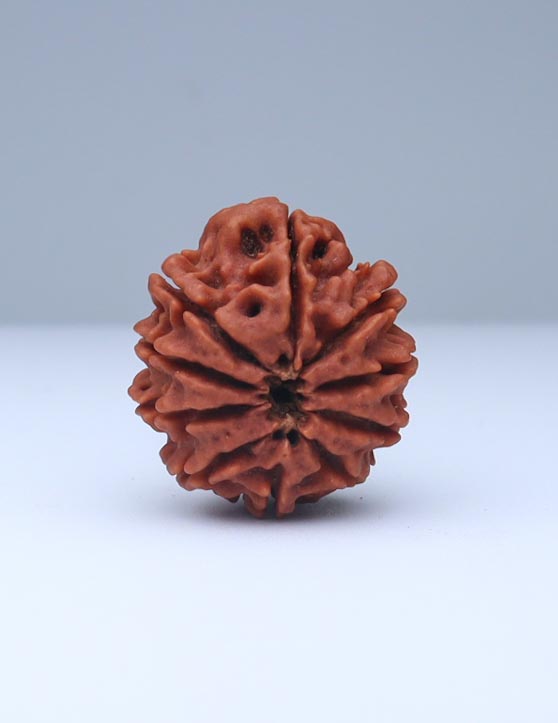 10 Mukhi Nepali Rudraksha