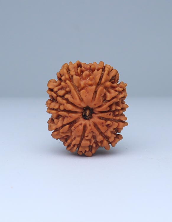 10 Mukhi Nepali Rudraksha