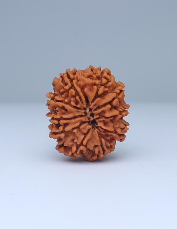 10 Mukhi Nepali Rudraksha