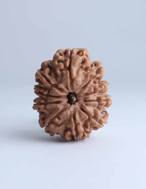 10 Mukhi Nepali Rudraksha