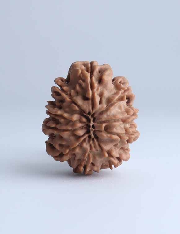 10 Mukhi Nepali Rudraksha