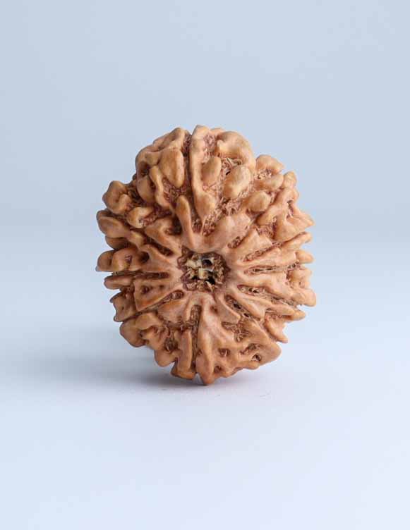 10 Mukhi Nepali Rudraksha